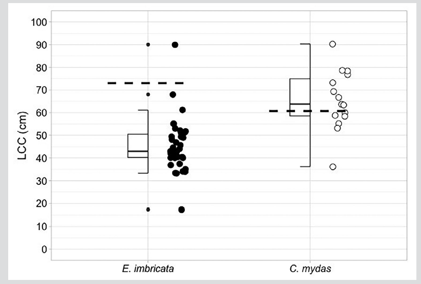 Median, quartiles, range, and extreme LCC (curved carapace length) values in cm for hawksbill sea turtle (E. imbricata) and black turtle (C. mydas) individuals captured in Málaga Bay. The minimum nesting sizes of each species are indicated (E. imbricata = 73.0 cm LCC, Gaos et al., 2017; C. mydas = 60.7 cm LCC, Zárate et al., 2003).