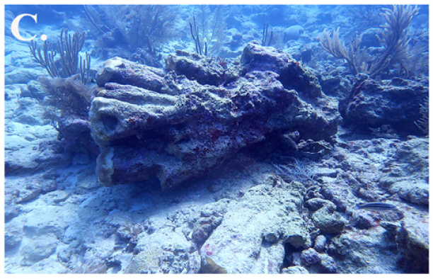 Impacts seen around the island. A. partially collapsed colony cover by sand, B. detached sponge seen on sand channels on top of debris, C. - F. Orbicella annularis fragmented and overturned along with attached octocorals found at the stations that had the highest score damage.