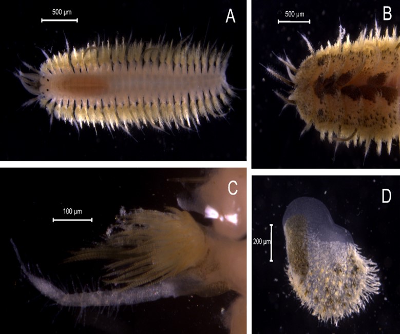 Complete body of Lepidonotus spiculus, B) elytra, C) prostomium.