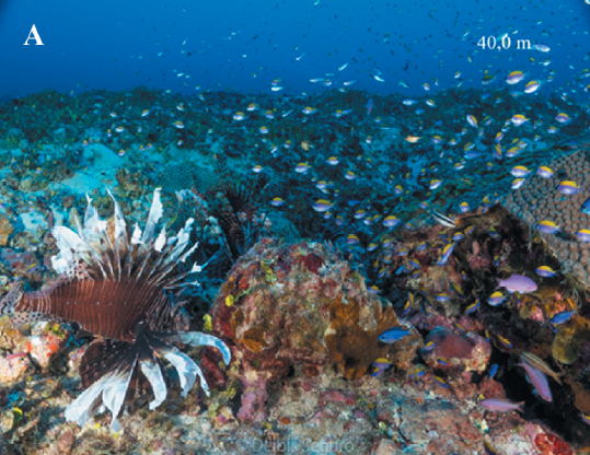 Sites where lionfish were observed in the CPNNP