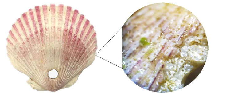 Tratamiento del sustrato, sin biologizado con formación de biofilms