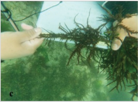 Medición durante el monitoreo