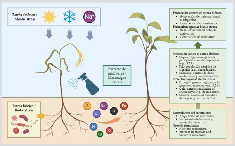 Mecanismos de acción de los extractos de algas.