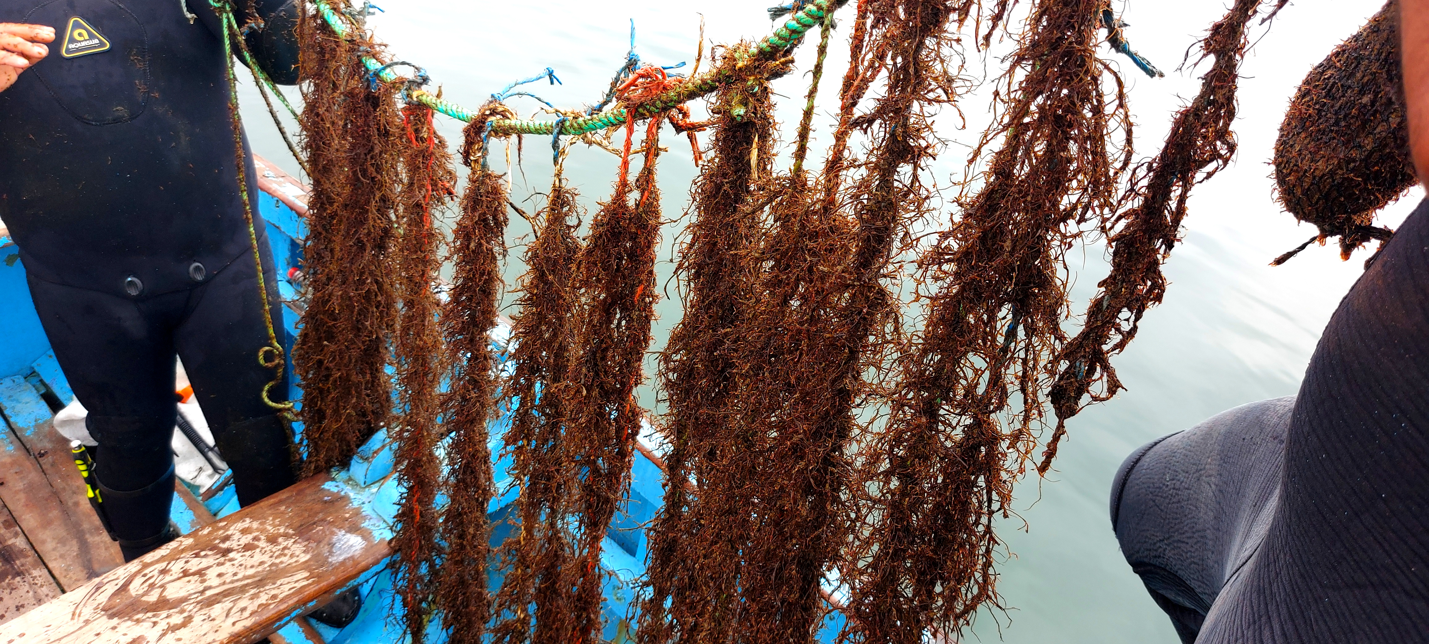 LICMA - Monitoreo del cultivo suspendido de Gracilariopsis lemaneiformis 'pelillo'.