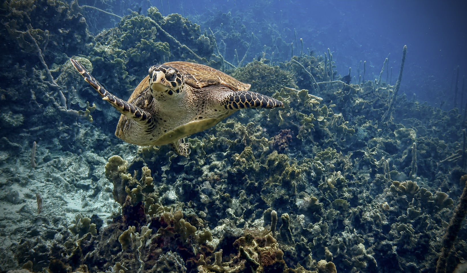 Tortuga Carey - Islas del Rosario