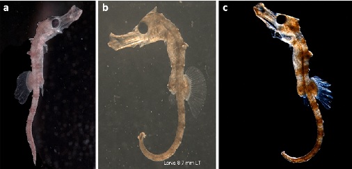 Ejemplares de Hippocampus ingens