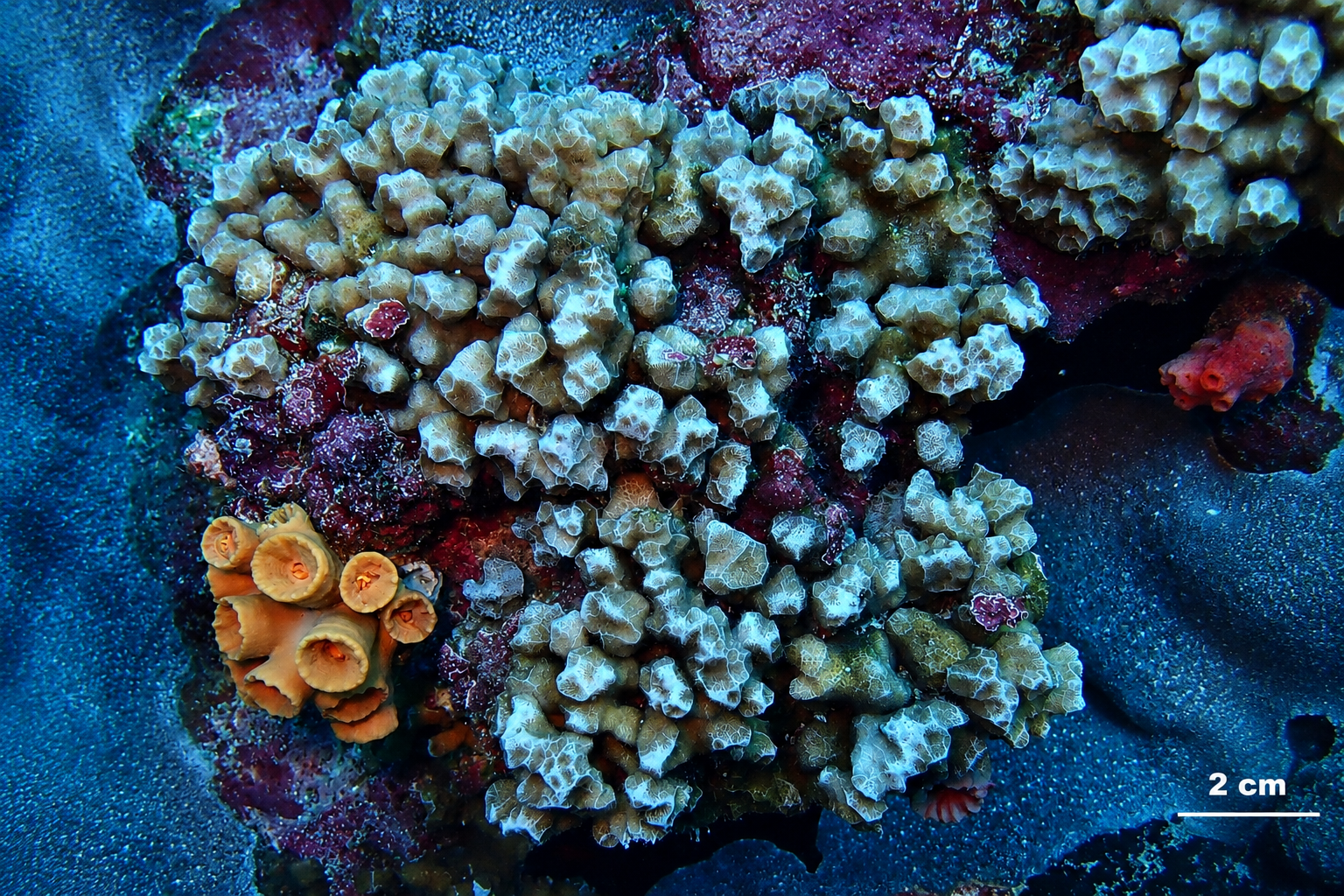 Colonia de Psammocora cf. stellata observada in situ en el Santuario de Fauna y Flora Malpelo